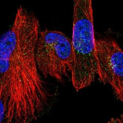 CHST11 Antibody, Novus Biologicals 0.1mL; Unlabeled:Antibodies, Polyclonal